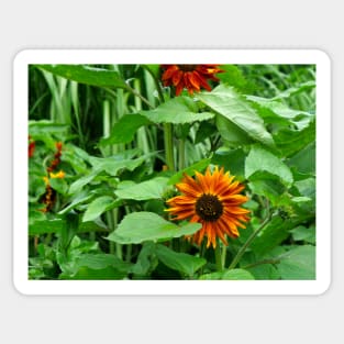 Majestic yellow sunflower in the garden Sticker